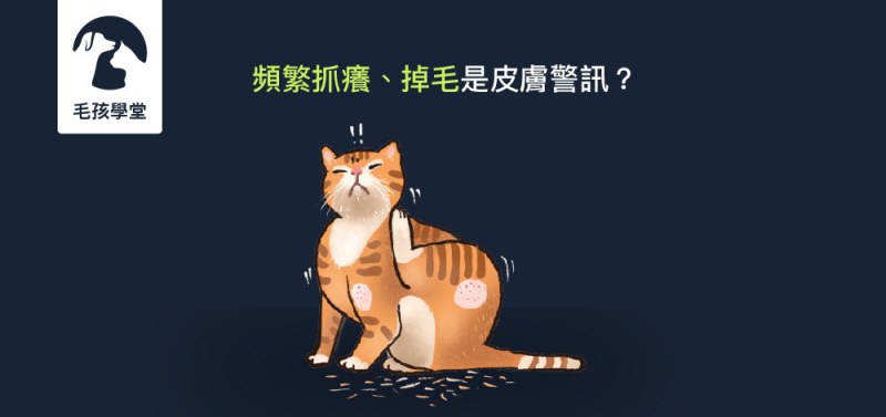 貓咪頻繁抓癢、掉毛是皮膚的警訊 !? 從觀察貓咪皮膚症狀發現疾病
